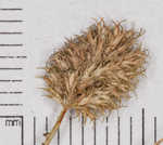 Bearded flatsedge